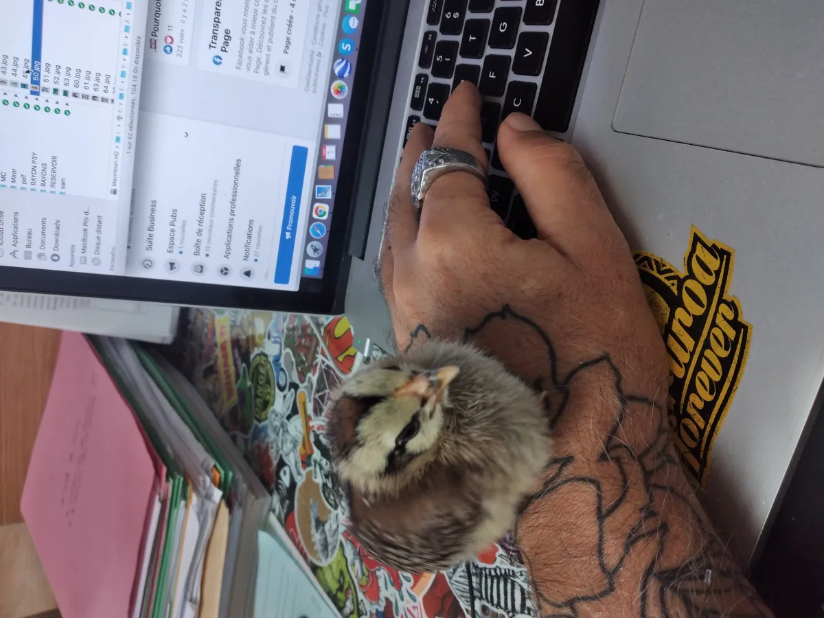 TUPA TEAM — poussin de la mascotte perché sur une main tatouée posée sur un clavier, ambiance atelier colorée